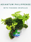 Adiantum Philippense with Fissiden Crispulus